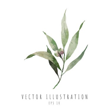 Zeytin küçük dallı suluboya dijital resim bırakır