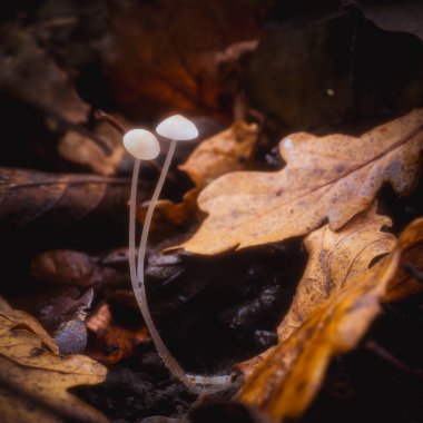 Tiny delicate mushrooms grow from the autumn leaf litter