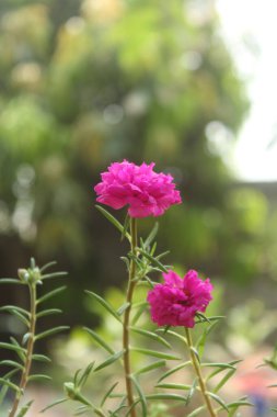 Portekiz Grandiflora Moss Gülü yakın plan Seçici odak noktası Çiçek Bahçesi fotoğrafı, Çiçek açan güzel doğa arka planı.