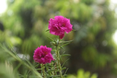 Seçici odak noktası Portulaca Grandiflora Moss Rose Çiçek Bahçesi 'nin kapak fotoğrafı, Çiçek açan güzel doğa arka planı.