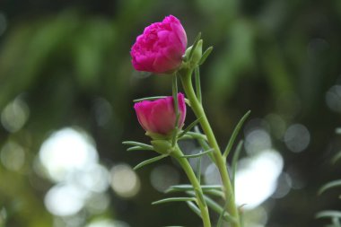 Seçici odak noktası Portulaca Grandiflora Moss Rose Çiçek Bahçesi 'nin kapak fotoğrafı, Çiçek açan güzel doğa arka planı.