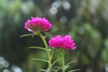 Portekiz Grandiflora Moss Gülü yakın plan Seçici odak noktası Çiçek Bahçesi fotoğrafı, Çiçek açan güzel doğa arka planı.