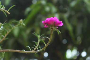 Seçici odak noktası Portulaca Grandiflora Moss Rose Çiçek Bahçesi 'nin kapak fotoğrafı, Çiçek açan güzel doğa arka planı.