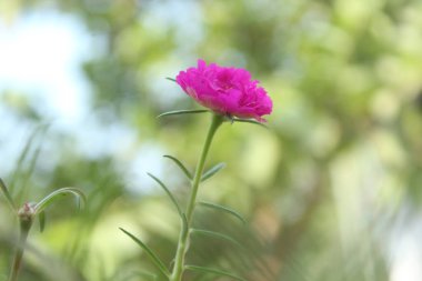 Seçici odak noktası Portulaca Grandiflora Moss Rose Çiçek Bahçesi 'nin kapak fotoğrafı, Çiçek açan güzel doğa arka planı.
