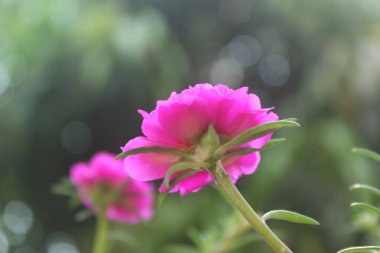 Seçici odak noktası Portulaca Grandiflora Moss Rose Çiçek Bahçesi 'nin kapak fotoğrafı, Çiçekli Gül Doğanın Güzel Arkaplanı.