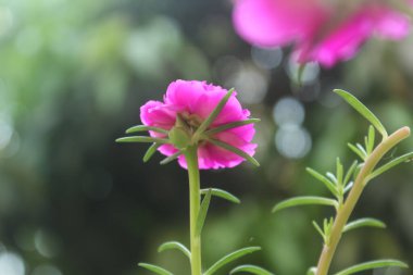 Seçici odak noktası Portulaca Grandiflora Moss Rose Çiçek Bahçesi 'nin kapak fotoğrafı, Çiçekli Gül Doğanın Güzel Arkaplanı.