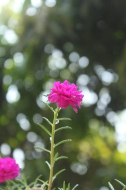Portekiz Grandiflora Moss Gülü Çiçek Seçici Odaklı Bahçe stok fotoğrafı, Çiçekli Gül Doğanın Güzel Arkaplanı.