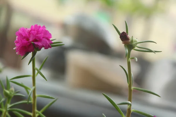 選択的焦点ポルトゥラカ グラニディ植物モスローズアップ花の庭のストック写真 開花ローズ美しい自然背景 — ストック写真