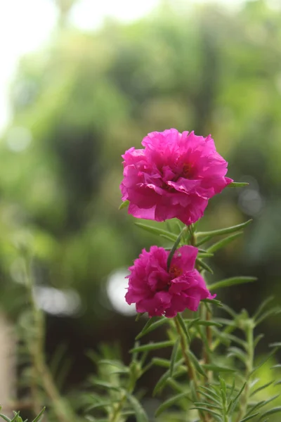 stock image Portulaca Grandiflora Moss Rose closeup Selective focus Flower Garden stock photo, Blooming Rose Beautiful Nature Background.