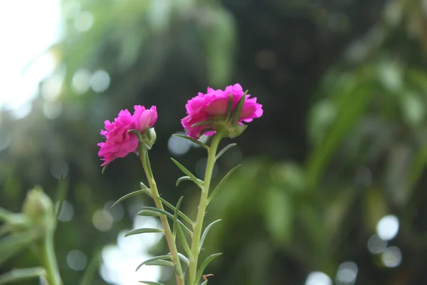 stock image Portulaca Grandiflora Moss Rose closeup Selective focus Flower Garden stock photo, Blooming Rose Beautiful Nature Background.