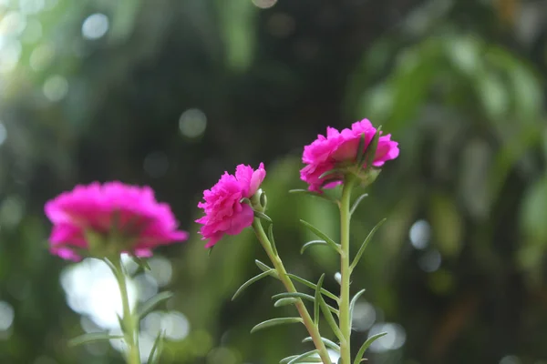 stock image Selective focus  Portulaca Grandiflora Moss Rose closeup Flower Garden stock photo, Blooming Rose Beautiful Nature Background.