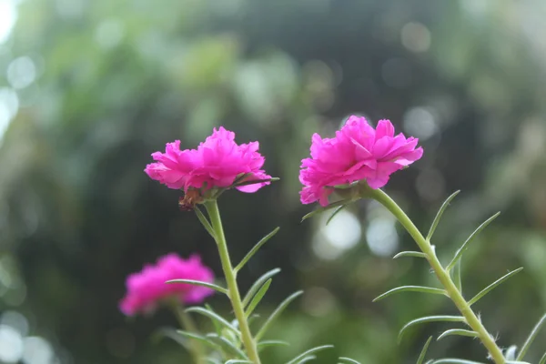 stock image Selective focus Portulaca Grandiflora Moss Rose closeup Flower Garden stock photo, Blooming Rose Beautiful Nature Background.