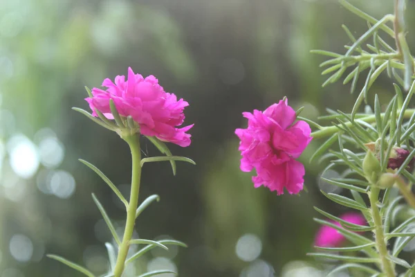 Selektiver Fokus Portulaca Grandiflora Moos Rose Nahaufnahme Blume Garten Archivfoto — Stockfoto