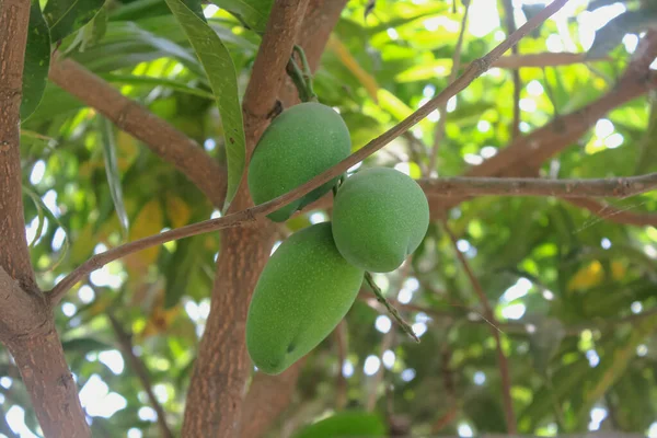 Mangifera indica 'daki Mango Ağacı' nda asılı duran mangoların büyümesine yakın. Ağaçta taze meyveler.