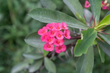 Dikenli Taç 'ı kapat, İsa' nın dikenli çiçeği yapraklarla. Euphorbia milii Seçici odak çiçeği.