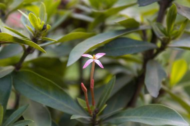 Bahçede açan tek bir Ixora çiçeğinin seçici odağı. Pembe beyaz başak çiçeği. Rubiaceae çiçeği. Bahçede doğal arka planı olan Ixora coccinea çiçeği. Tropik çiçekler.