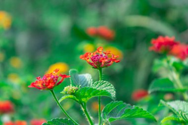 Seçici Kırmızı ve Sarı Lantana Camara çiçekleri, Güzel Renkli Çit Çiçeği, Ağlayan Lantana, Lantana Camara Linn.