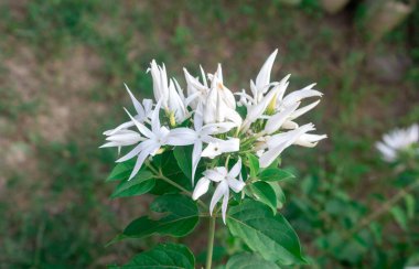 Beyaz pelerinli Jasmine çiçekleri parkta ya da bahçede. Tropikal yeşil doğa arka planını terk eder. Beyaz Sampaguita Jasmine ya da Arap Yasemin 'inin seçici odak noktası.