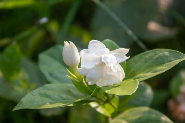 White cape Jasmine flowers in the park or garden. Tropical green leaves nature background. Selective focus of of white Sampaguita Jasmine or Arabian Jasmine.