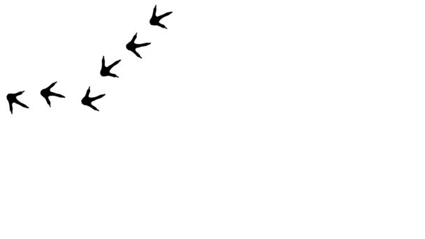 鳥の足跡の黒いシルエットのループアニメーション 道に沿って漫画の面白い鳥のプリント 移動の道をたどる軌跡 白い背景に鳩の足のプリントのアニメーション ビデオ — ストック動画