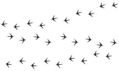 Beyaz arka planda izole edilmiş kuşun vektör izi. Tavuk izleri. Hen 'in ayak izleri. Paw Print. Vektör çizimi. EPS10.