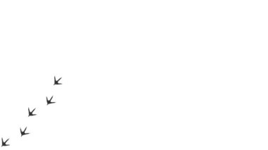 Bir kuşun ayak izlerinin siyah siluetinin döngü animasyonu. Çizgi film komik tavuk izi yol boyunca. Hareket yolunu takip eden yörüngeler. Tavuk parçalarının animasyonu.