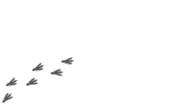 Bir kuşun ayak izlerinin siyah siluetinin döngü animasyonu. Çizgi film komik Penguen baskısı yol boyunca. Hareket yolunu takip eden yörüngeler. Penguen parçalarının canlandırması.