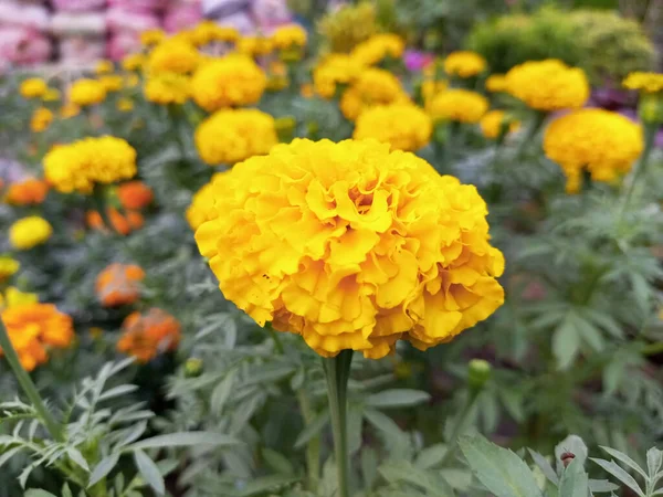 Όμορφο Λουλούδι Marigold Ανθίζει Στον Κήπο — Φωτογραφία Αρχείου
