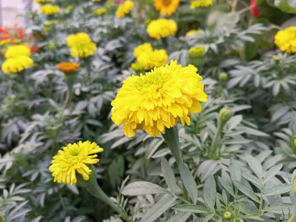 Marigold Çiçekleri Yeşil Arkaplanda Bahçede Çiçek Açıyor