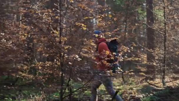 男は寒さ バックパックと晴れた日には秋の森の中を歩く 余暇活動 旅行やアクティブなライフスタイル 男性のハイキングや森林地帯を探索 バックパッキング トレッキング — ストック動画