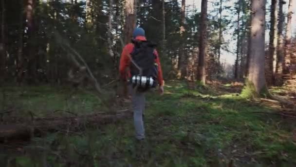 ハイキング アクティブな健康的なライフスタイル 休暇のコンセプト 男の深い森の中でリュックサックと放浪 独身男性は森の道に沿って行く 秋のシーズン ソロ屋外活動 — ストック動画