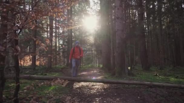 Человек Ходит Осеннему Лесу Холодную Солнечную Погоду Рюкзаком Отдых Выходные — стоковое видео
