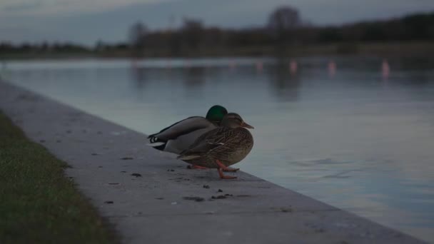 Dos Patos Machos Hembras Están Congelados Sentados Junto Lago Otoño — Vídeos de Stock