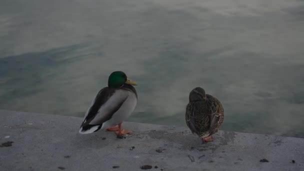 Zwei Männliche Und Weibliche Enten Sind Gefroren Und Sitzen Herbst — Stockvideo