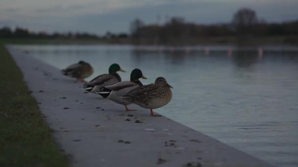 Erkek Dişi Ördek Donar Sonbaharda Göl Kenarında Otururlar Sonbaharda Birkaç — Stok video