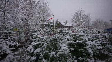 Yerel pazar Münih, Almanya 'da kar yağışında Noel ağaçları satıyor. Alman tarım pazarı Noel ağaçlarını festival sezonunda satmak için sunuyor. Çarşıda satılık yemyeşil ağaçlar.. 
