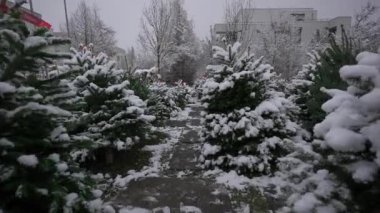 Yerel pazar Münih, Almanya 'da kar yağışında Noel ağaçları satıyor. Alman tarım pazarı Noel ağaçlarını festival sezonunda satmak için sunuyor. Çarşıda satılık yemyeşil ağaçlar.. 