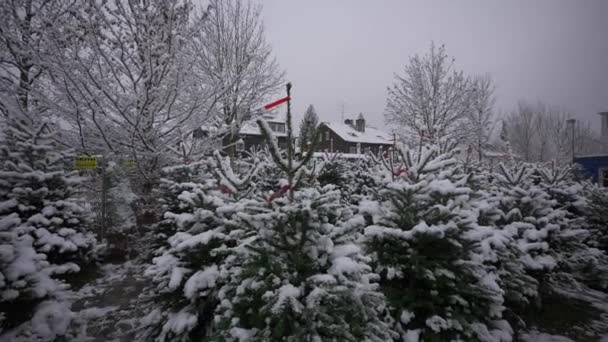 ミュンヘン ドイツの雪の中でクリスマスツリーを販売しています ドイツの農場市場はクリスマスツリーをクリスマスシーズン中に販売しています バザールで購入する常緑樹の列 — ストック動画