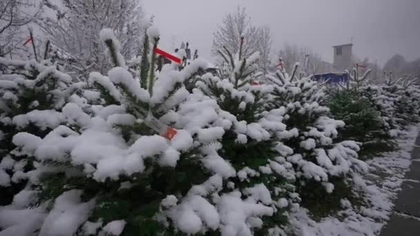 Reihenweise Schneebedeckte Tannenbäume Auf Der Weihnachts Und Silvestermesse Bei Verschneitem — Stockvideo
