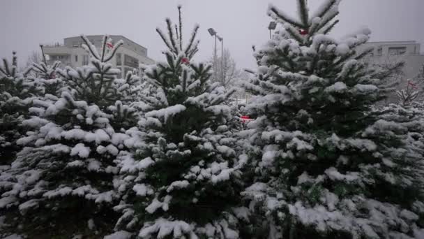 ミュンヘン ドイツの雪の中でクリスマスツリーを販売しています ドイツの農場市場はクリスマスツリーをクリスマスシーズン中に販売しています バザールで購入する常緑樹の列 — ストック動画