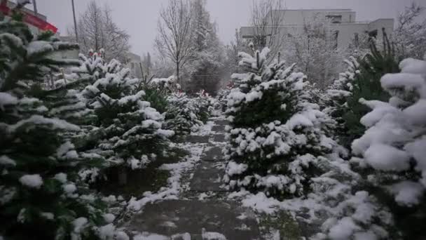 德国慕尼黑的当地市场在降雪中出售圣诞树 德国农贸市场推出圣诞树 在节日期间出售 在市场上购买的一排排常绿树 — 图库视频影像