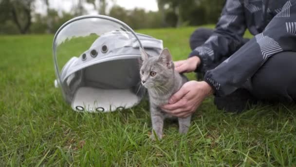 Having Time Outdoors Domestic Cat House Cat Carried Garden Animal — Stockvideo