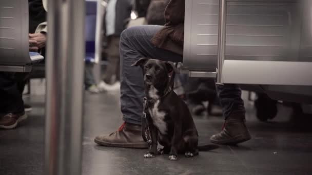 Dog Owners Feet Subway Munich Germany Travel Public Transport Animals — Αρχείο Βίντεο