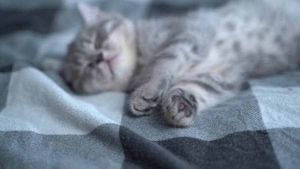 美しい小さな灰色のタビー猫は 自宅でベッドの上でプレイ毛布の上で甘い眠ります スコットランドのストレート品種の子猫は 足で後ろに横になって面白いと夢を見て広がっています 動物の子供が眠って — ストック動画