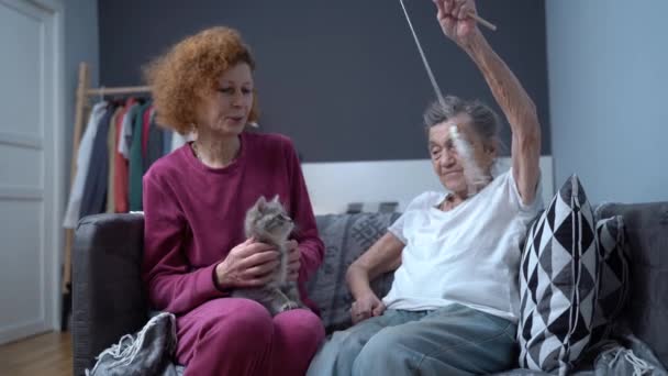Assistente Volontario Utilizza Gattino Migliorare Umore Condizioni Fisiche Della Paziente — Video Stock