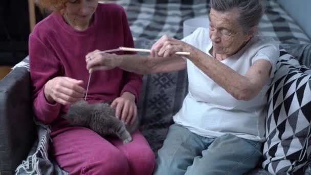 Kitty Therapie Großelterntag Zwei Ältere Frauen Spielen Mit Katzenspielzeug Der — Stockvideo
