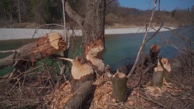 Beaver gnawed tree near the Isar River in Munich, Germany. Tree felled by beavers. Tree trunks with bite marks of beavers. Beaver bite marks on a trunk of a tree. Damaged wood by a bobber. 