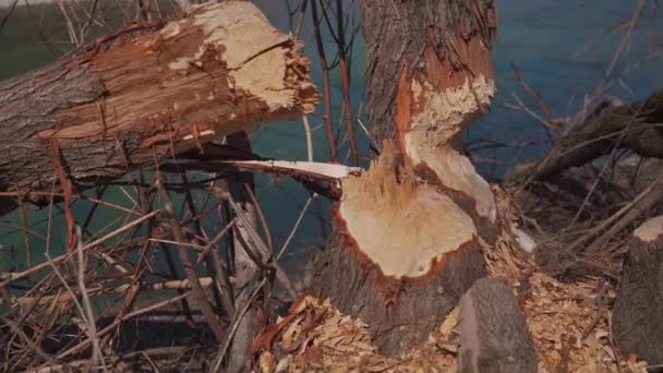 德国慕尼黑伊萨河附近的海狸咬伤了树 被海狸砍倒的树 树干上有一口海狸的痕迹 海狸咬树干上的痕迹 被船夫弄坏的木头 — 图库视频影像
