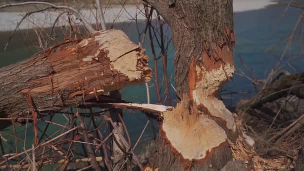 在阳光明媚的春天 德国慕尼黑伊萨克河岸边的一位船夫损坏了树木 海狸在山河边咬碎了树木 被海狸宠坏的树干 — 图库视频影像