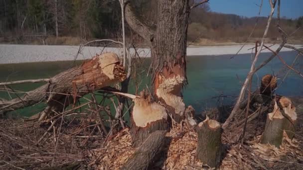 Spoiled Fallen Trees Beavers Shores Isar River Germany Munich Gnawed — Vídeo de Stock